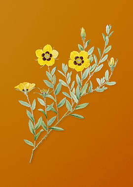 Vintage Rosa Persica