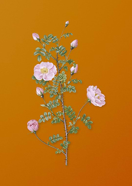 Pink Scotch Briar Rose