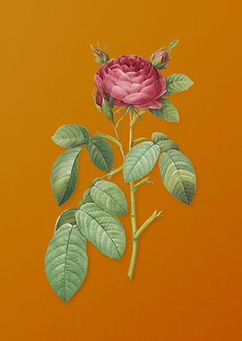 Vintage Red Gallic Rose