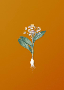 Vintage Pygmy Hyacinth