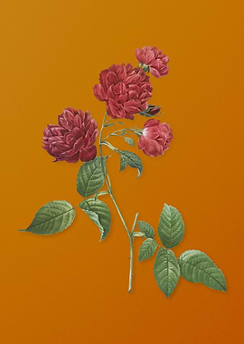 Red Cabbage Rose in Bloom