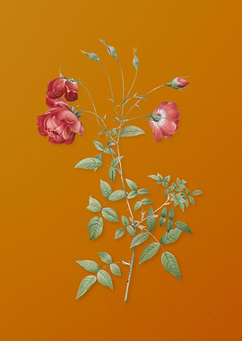 Vintage Red Rose Flower