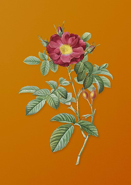 Vintage Red Portland Rose