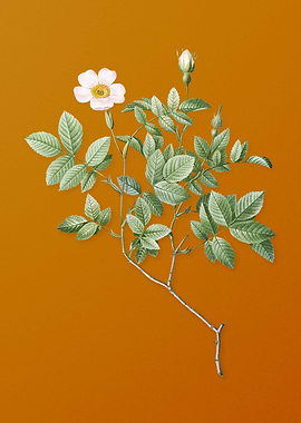 Vintage Rosebush Flower