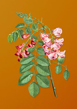 Robinier Rose Bloom Flower