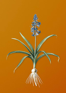 Vintage Scilla Patula