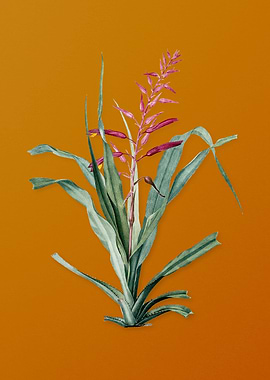 Pitcairnia Bromeliaefolia