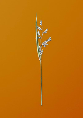 Powdery Alligator Flag