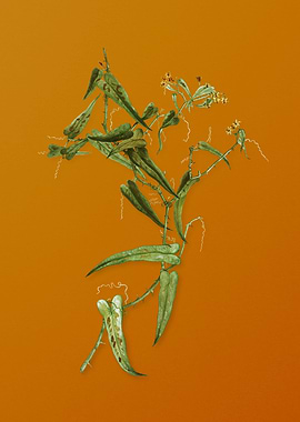 Vintage Rough Bindweed