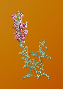 Vintage Red Dragon Flowers