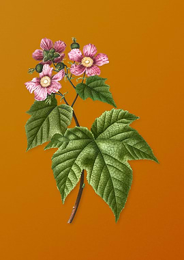 Purple Flowered Raspberry