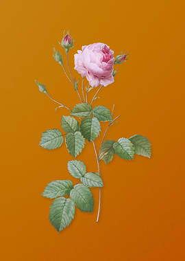 Vintage Provence Rose