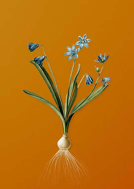 Vintage Scilla Amoena