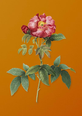 Vintage Provins Rose