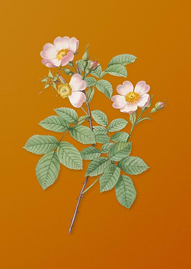 Short Styled Field Rose