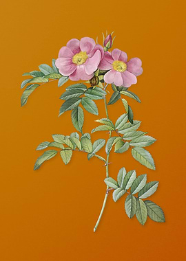 Shining Rosa Lucida Flower