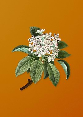 Vintage Shipova Flower