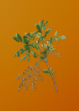 Vintage Shrub Yellowroot