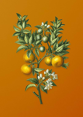 Vintage Bitter Orange