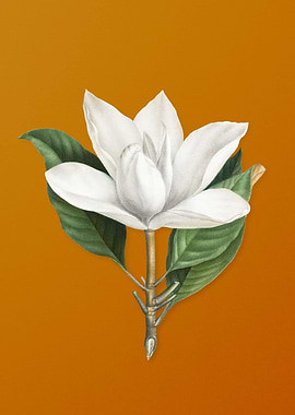 White Southern Magnolia