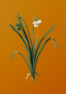 Vintage Summer Snowflake