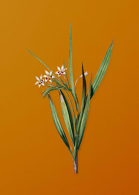 Vintage White Baboon Root