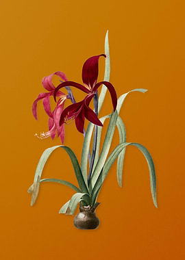 Vintage Sprekelia Flower