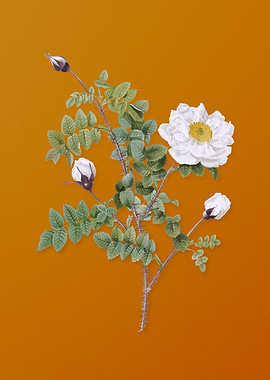 Vintage White Burnet Roses