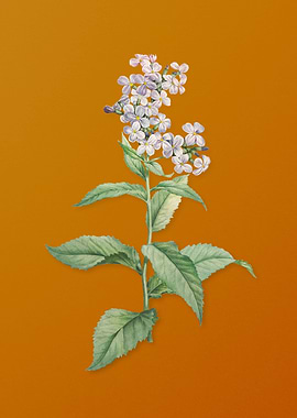 White Gillyflower Bloom