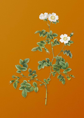 White Sweetbriar Rose