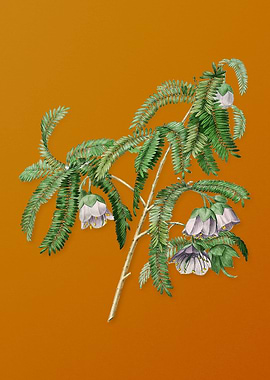 Spaendoncea Tamarandifolia