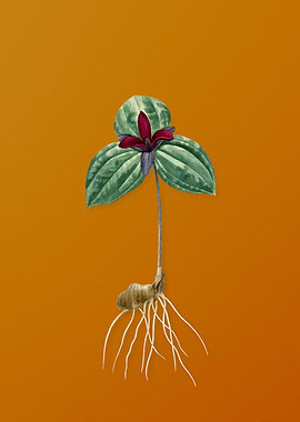 Vintage Orange Tri Flower