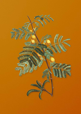 Vintage Sweet Acacia