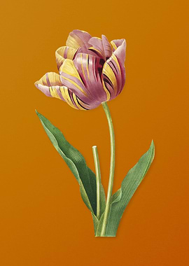 Vintage Tulip Flower