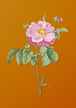 Speckled Provins Rose