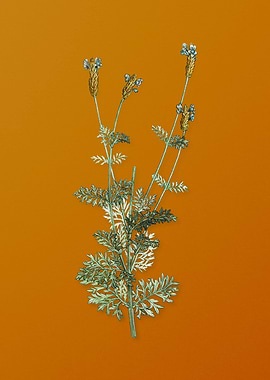 Vintage Spanish Lavender