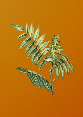 Vintage Staghorn Sumac