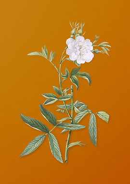 Vintage White Rose of York