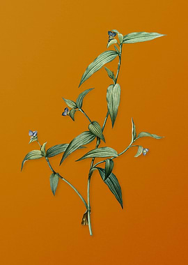 Vintage Tagblume Flower