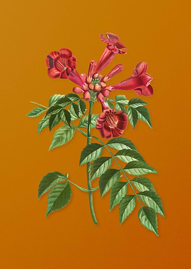 Vintage Trumpet Vine