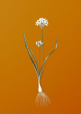 Three Cornered Leek Flower