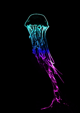 Jellyfish