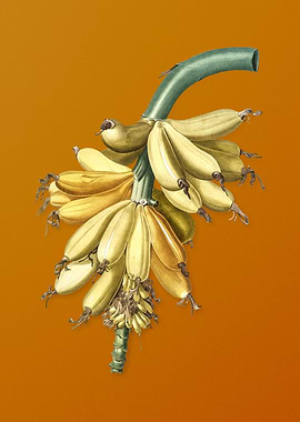 Vintage Banana Fruit