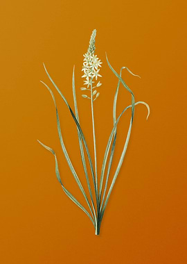 Vintage Wild Asparagus