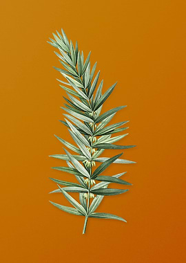 Whorled Solomons Seal