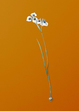 Vieusseuxia Glaucopis