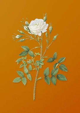 White Rose of Rosenberg