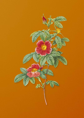 Vintage Single May Rose