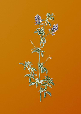 Spanish Clover Bloom