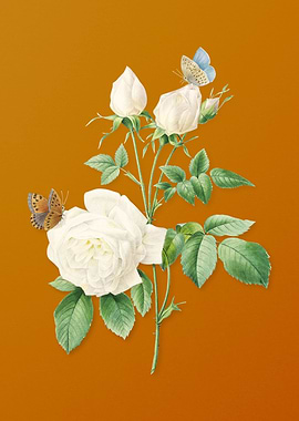 Vintage White Bengal Rose